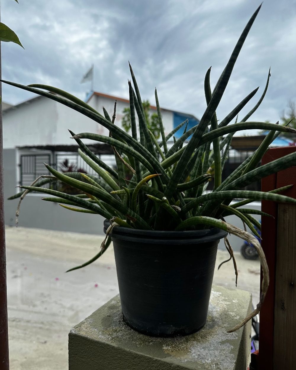 Snake Plant, Sansevieria trifasciata